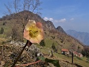64 Helleborus niger (Elleboro-Rosa di Natale) con vista sul Monte Zucco